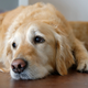 Image for article titled Thanksgiving Conversation Devolves Into Just Stating Things Dog Is Currently Doing